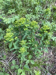 Euphorbia jenisseiensis