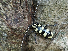 Anoplophora horsfieldii