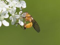 Sphegina sibirica