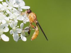 Sphegina sibirica