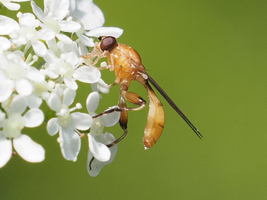 Sphegina sibirica