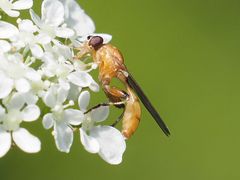 Sphegina sibirica
