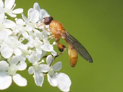 Sphegina sibirica
