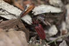 Anostirus purpureus