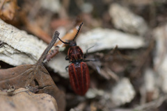 Anostirus purpureus