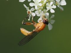 Sphegina sibirica