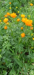 Trollius asiaticus