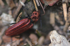Anostirus purpureus