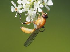 Sphegina sibirica