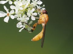 Sphegina sibirica