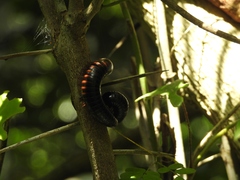 Archispirostreptus gigas