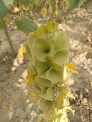 Moluccella laevis
