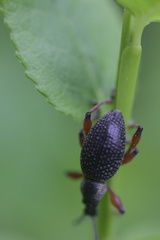 Otiorhynchus coecus