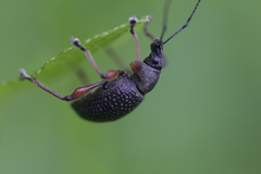 Otiorhynchus coecus