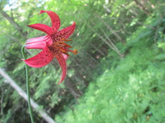 Lilium canadense