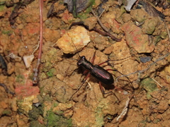 Heptodonta posticalis