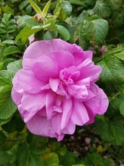 Rosa rugosa