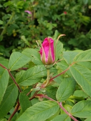 Rosa rugosa
