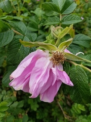 Rosa rugosa