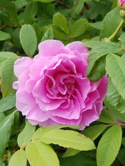 Rosa rugosa