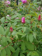 Rosa rugosa