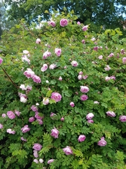 Rosa rugosa