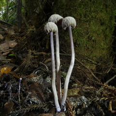 Laccaria masoniae