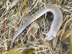 Gymnothorax saxicola