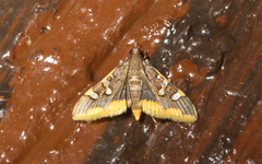 Prophantis adusta