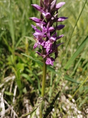 Dactylorhiza sibirica