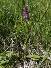 Dactylorhiza sibirica