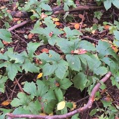 Hydrastis canadensis