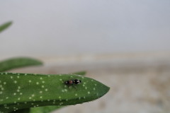 Ronisia ghilianii
