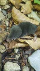 Sorex alpinus