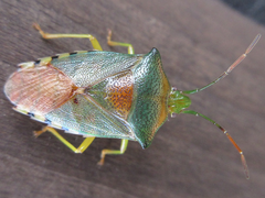 Acanthosoma denticaudum