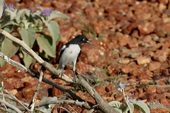 Certhionyx variegatus