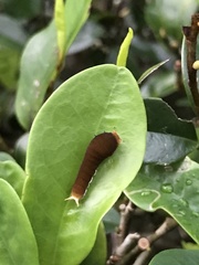 Graphium doson postianus