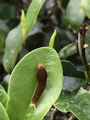 Graphium doson postianus