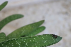 Ronisia ghilianii