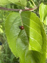 Harmonia axyridis