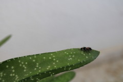 Ronisia ghilianii