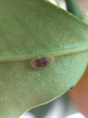Coccoidea