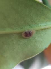 Coccoidea