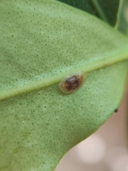 Coccoidea