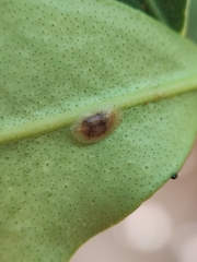 Coccoidea