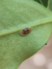 Coccoidea