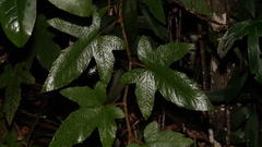 Rubus reflexus