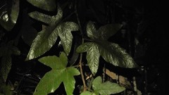 Rubus reflexus