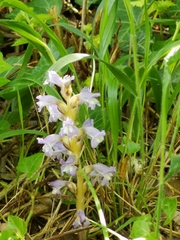 Phelipanche nana