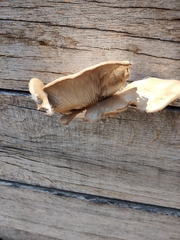 Cyclocybe parasitica